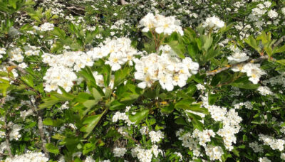 Hawthorn blossoms in May